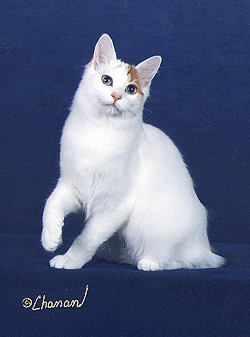 Japanese Bobtail