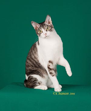 Japanese Bobtail